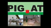 Pig.at - Schweinebesamung in Österreich